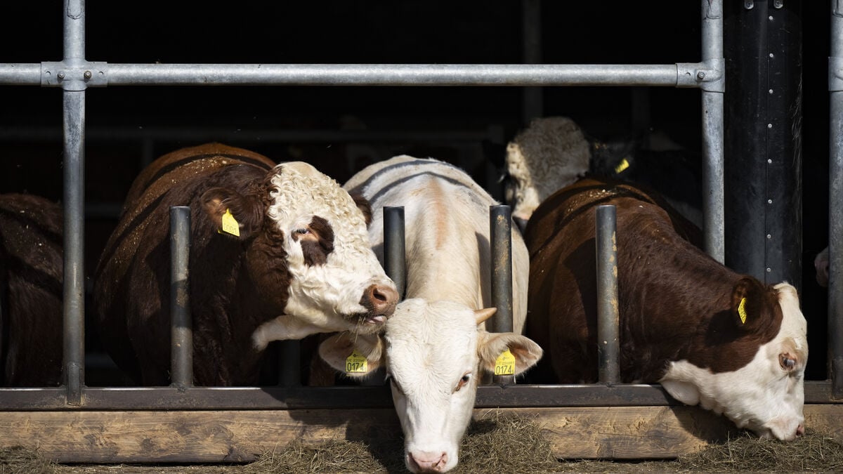 Compensation for Swedish farmers will result in cheaper meat