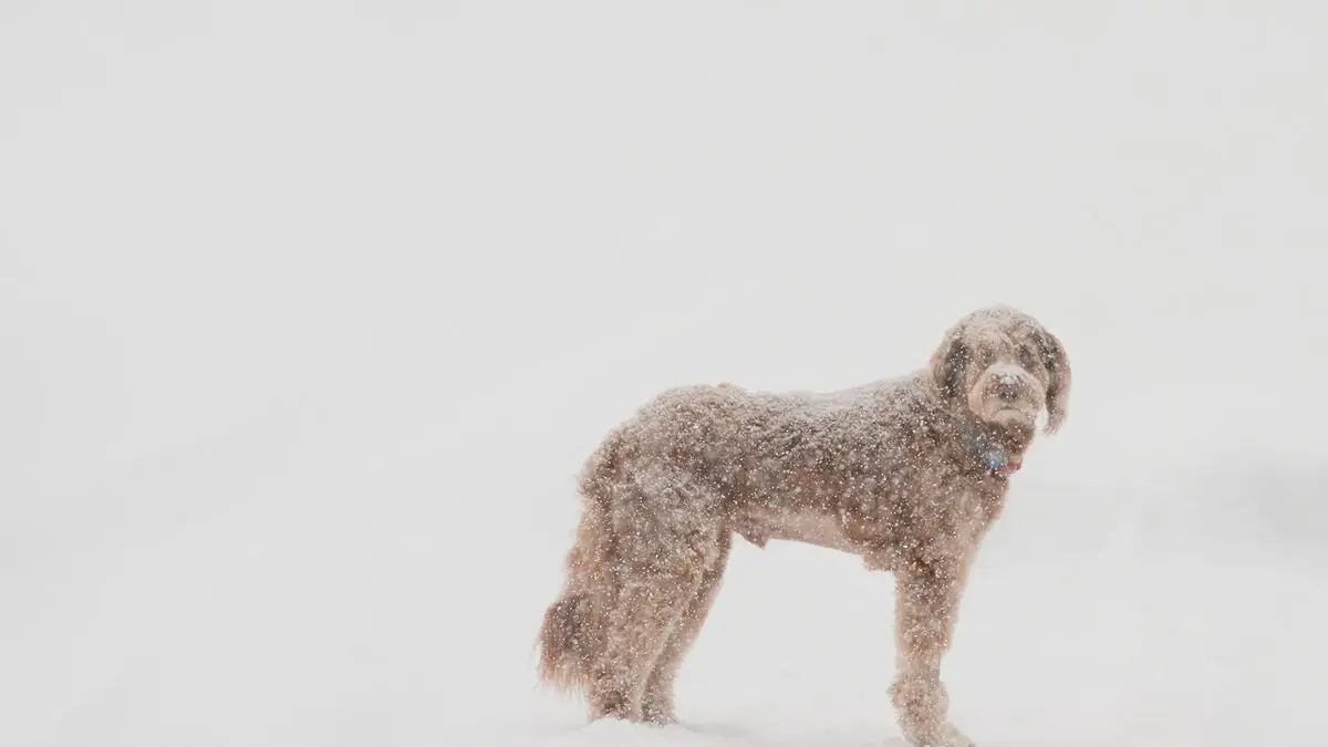 Man's best friend older than previously thought, new study shows