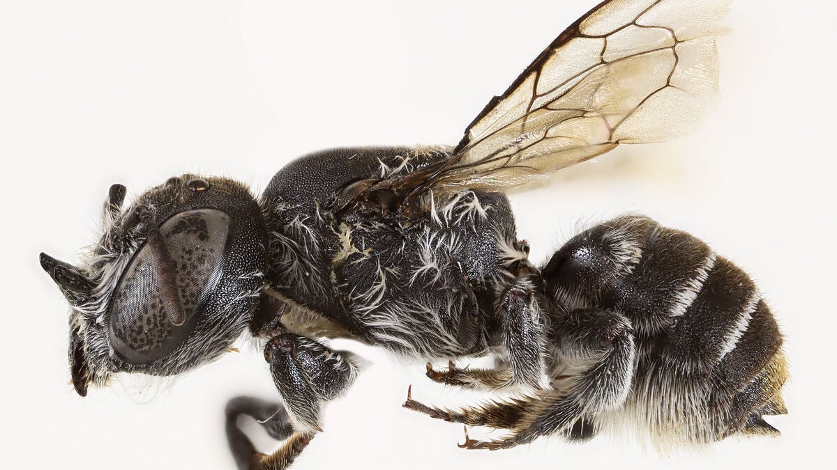 New species discovered: “Devil bee” with horns
