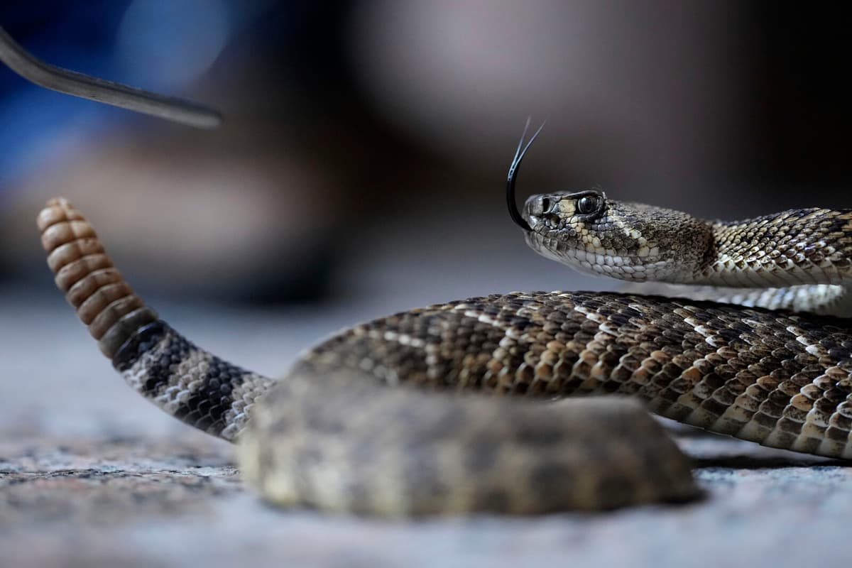 Chef Serves Lunch with Dead Snake, 100 Children Fall Ill in India