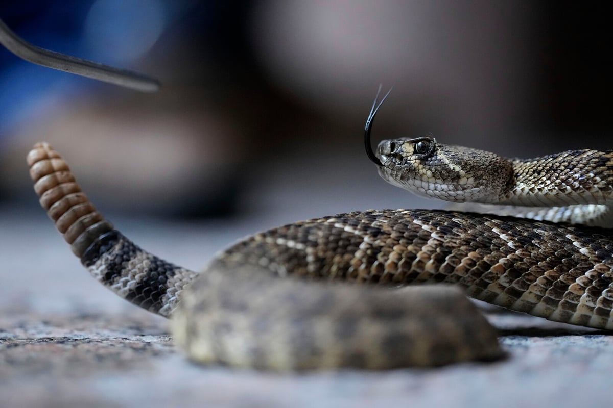 Chef Serves Lunch with Dead Snake, 100 Children Fall Ill in India