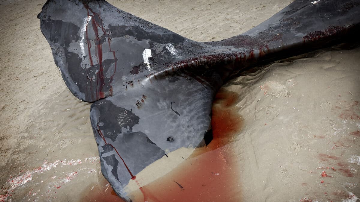 More sperm whales stranded in Denmark