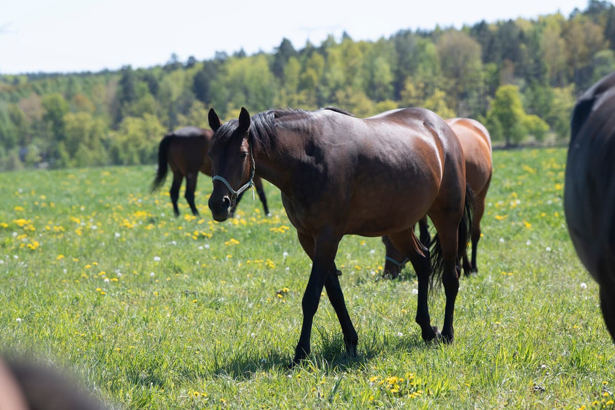 Loose Horses in Uppsala Safely Captured