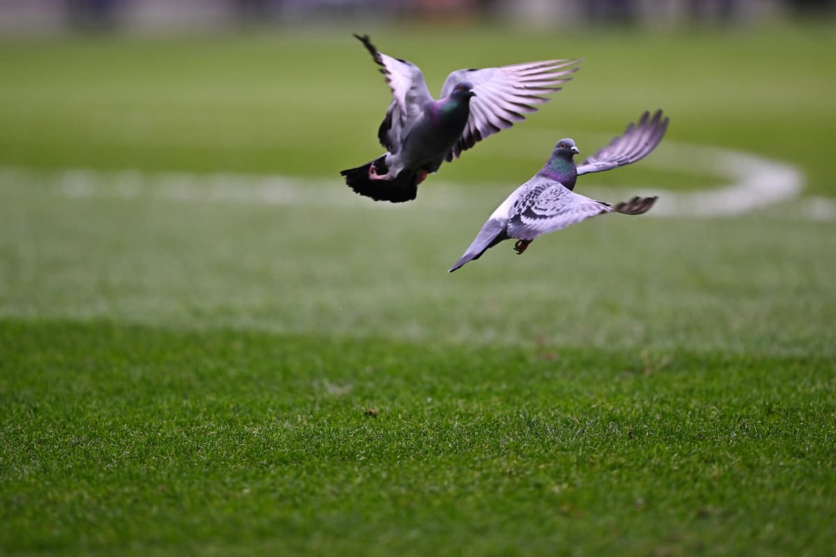 Skåne Man Faces 1.4 Million Kronor Fine for Animal Neglect