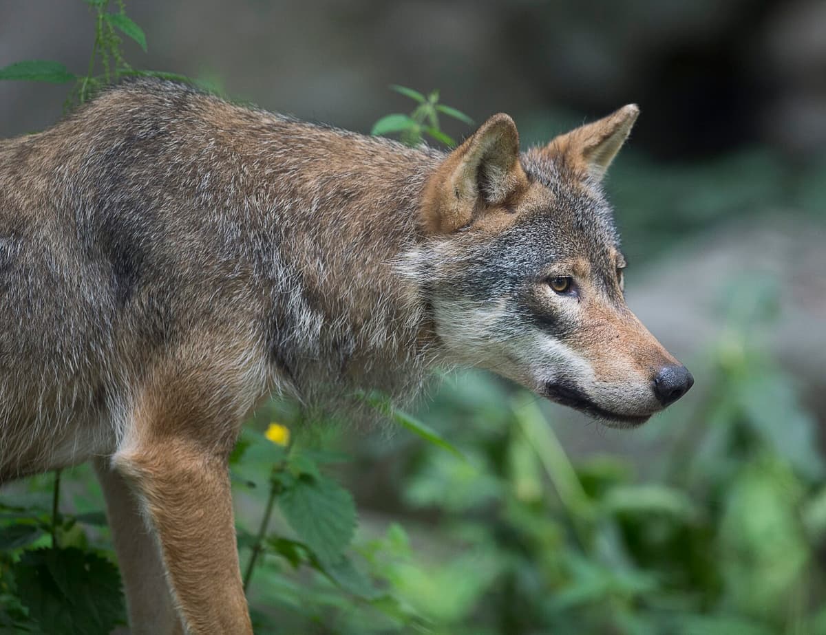 Wolf Shot After Attacking Sheep Near Köping