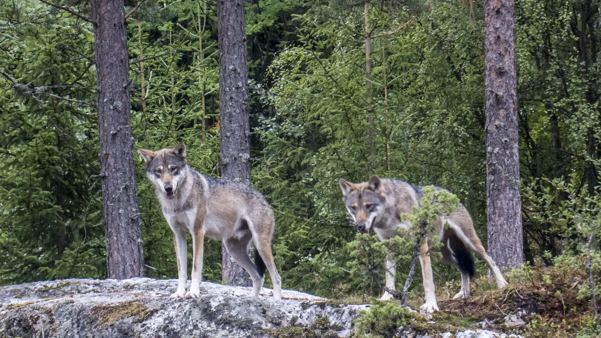 Court puts a stop to wolf hunting in Sweden