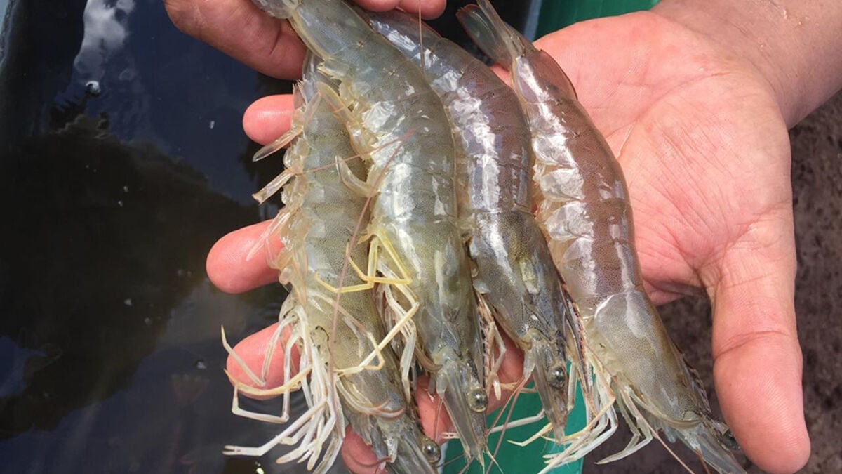 Fish and shrimp farmed on land, food for times of crisis