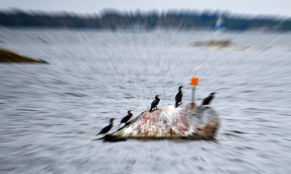 EU Considers Cormorant Protection Status Amid Pressure from Sweden
