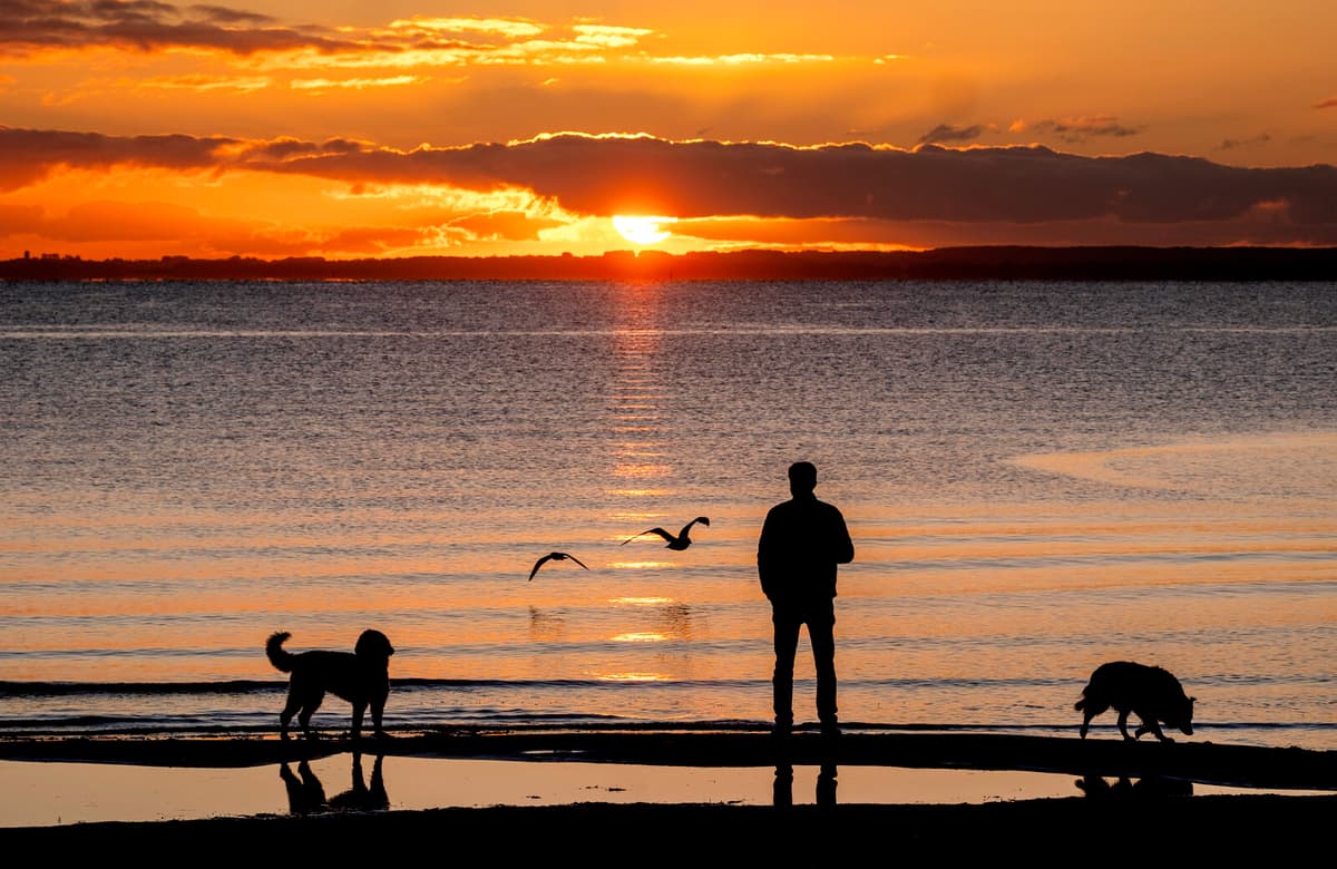 Study Reveals Dogs' Environmental Impact: Wildlife Disruption and Pollution