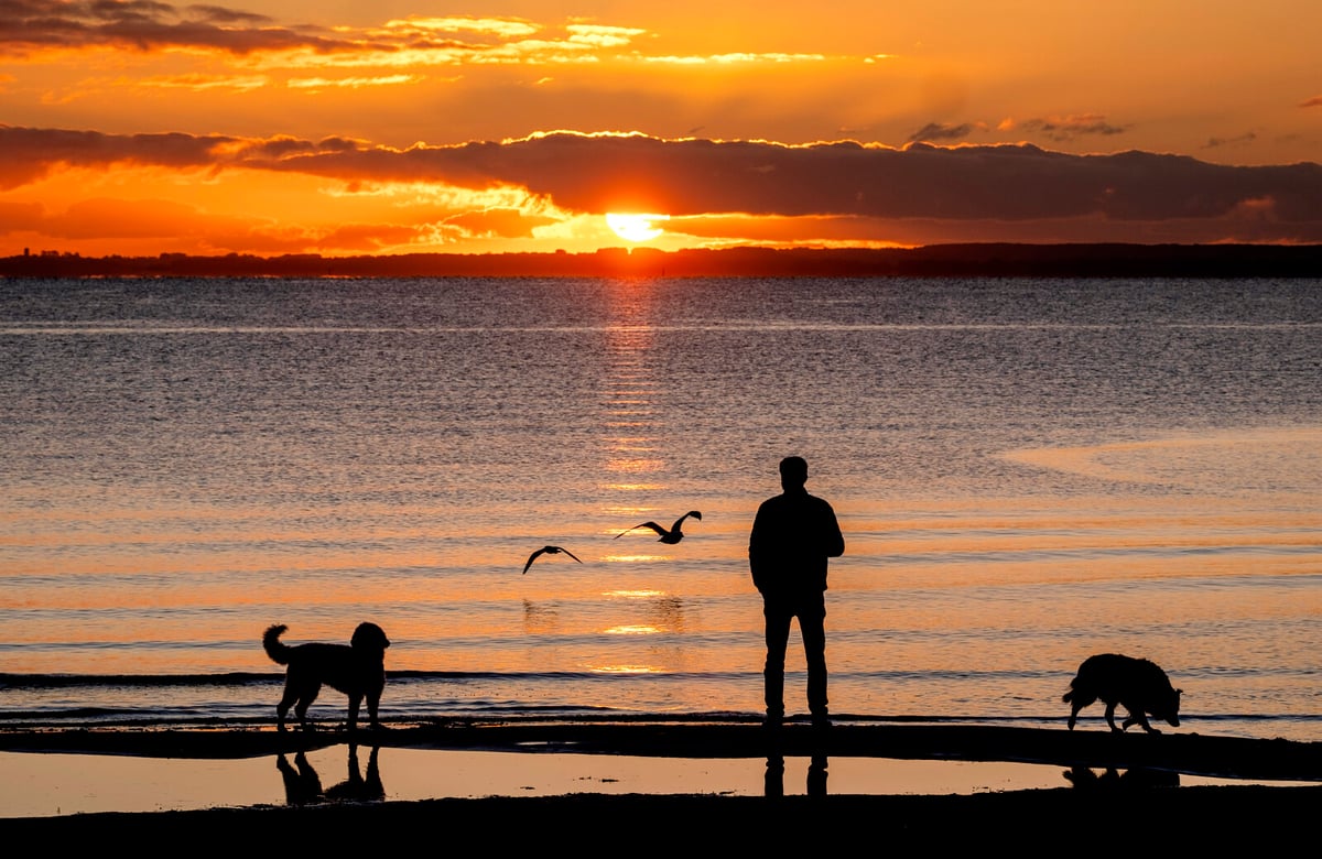Study Reveals Dogs' Environmental Impact: Wildlife Disruption and Pollution