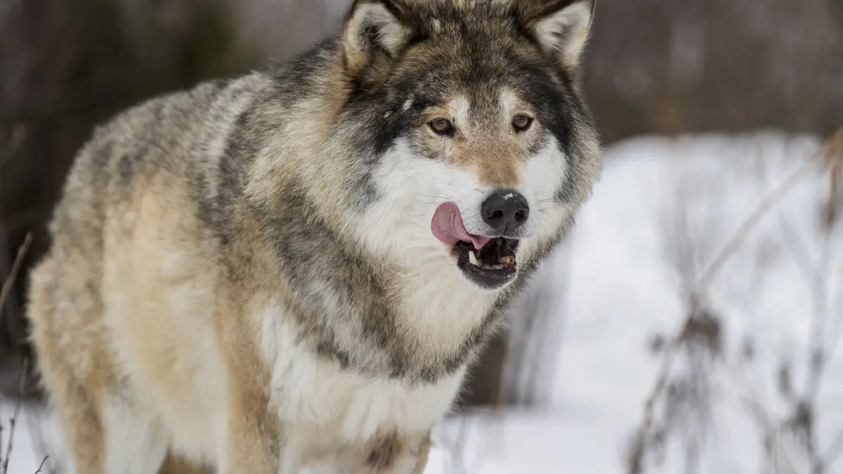 Wolf may be shot from helicopter after killing more than 30 reindeer in Vittangi Sami village