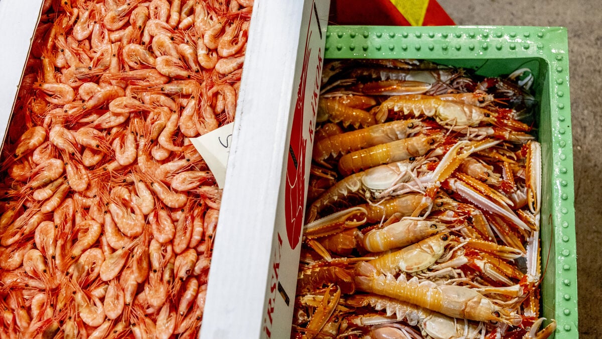 After Storm Dave, shrimp shortage in Gothenburg seen as unusual