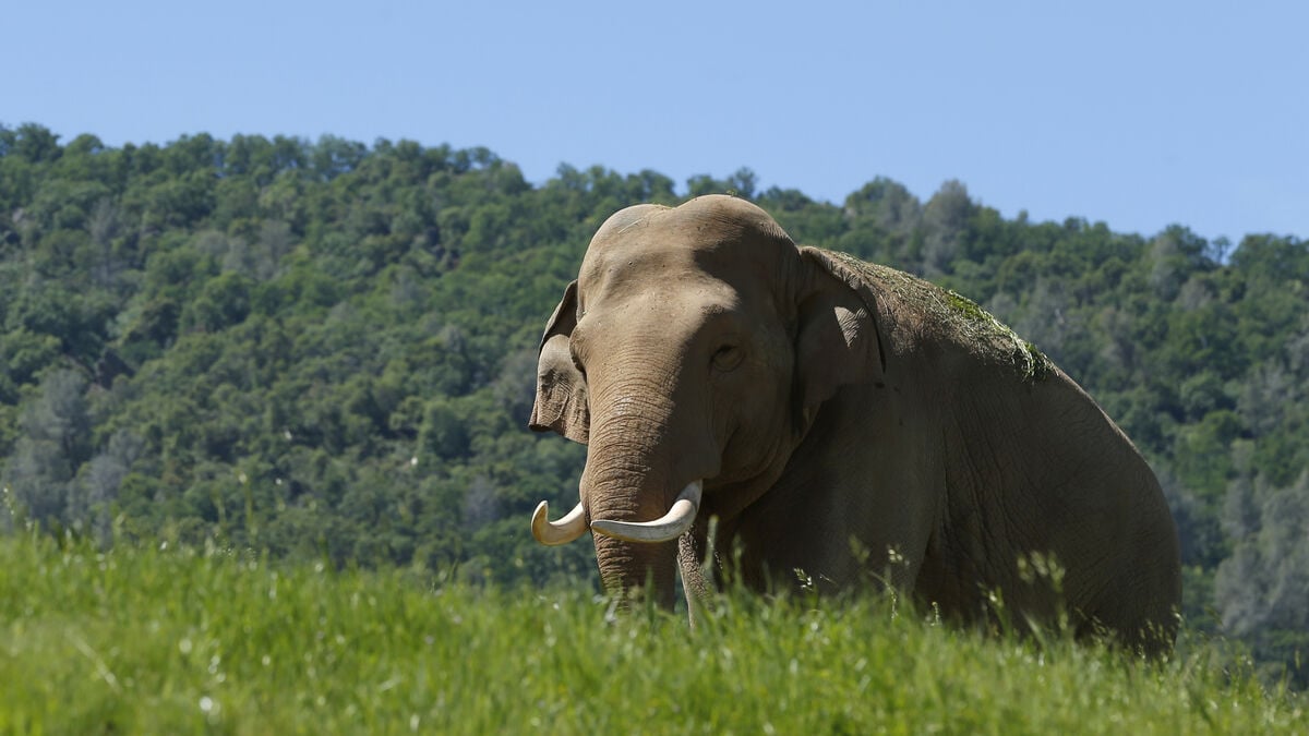Elephant went berserk - 20 dead