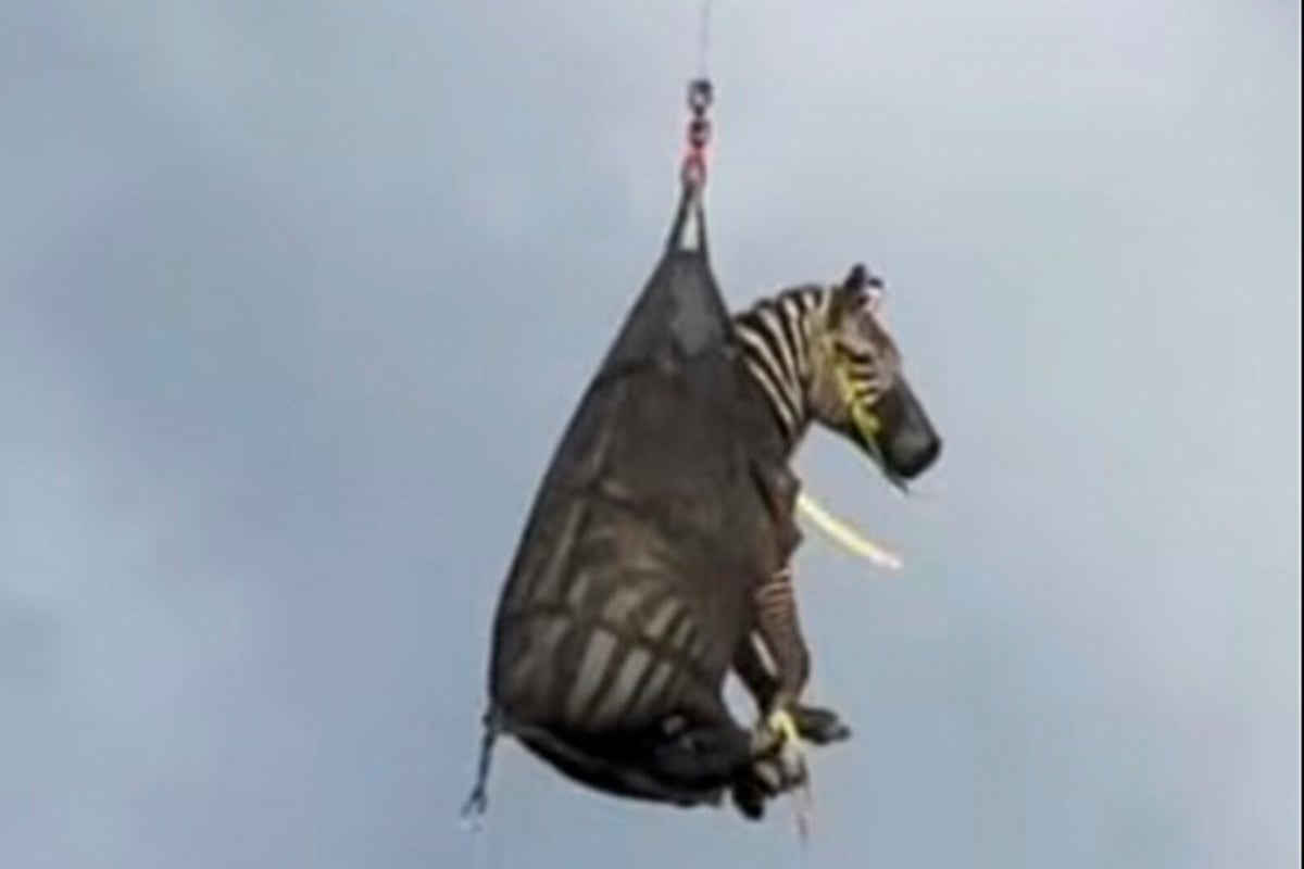 Zebra Escapes in Tennessee, Captured After Week-Long Adventure