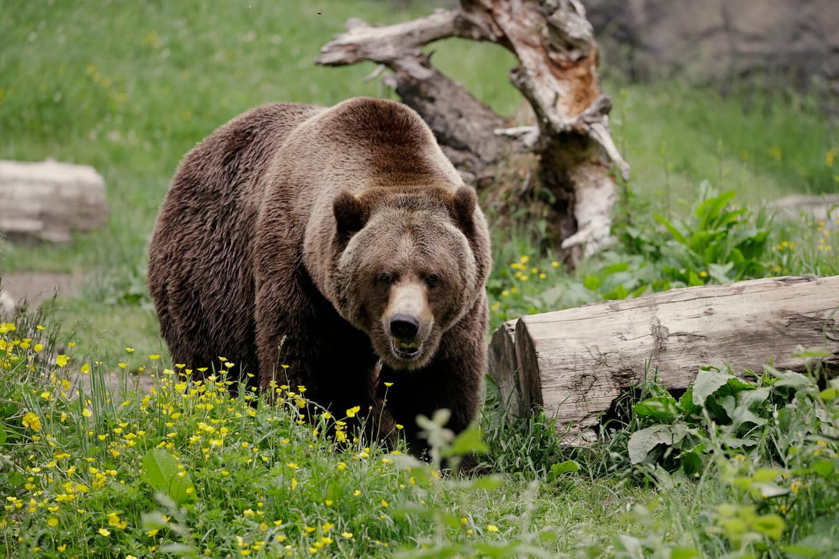 G7 Summit in Canada: Protecting Leaders from Grizzly Bears
