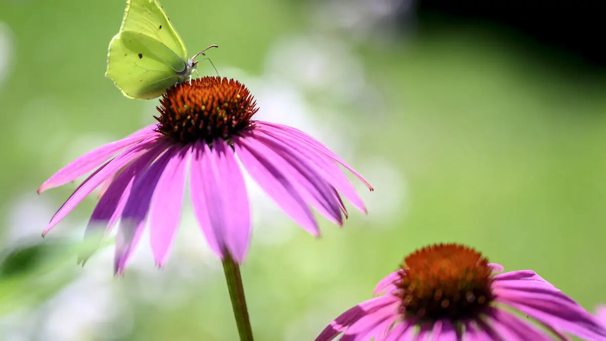 How motocross tracks and trains can save butterflies