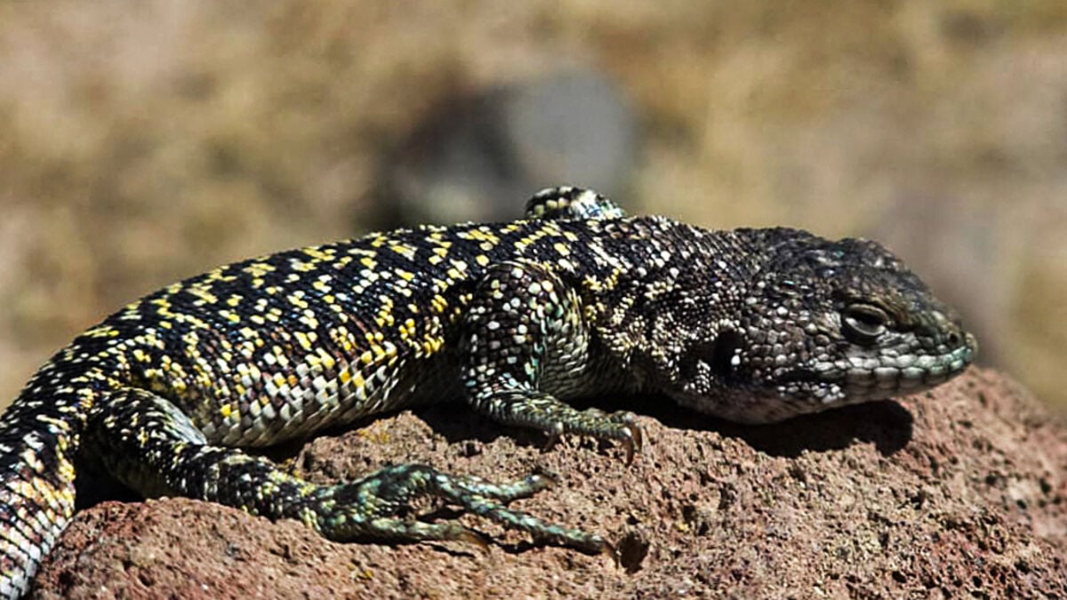 New lizard species discovered in Peru’s Andes
