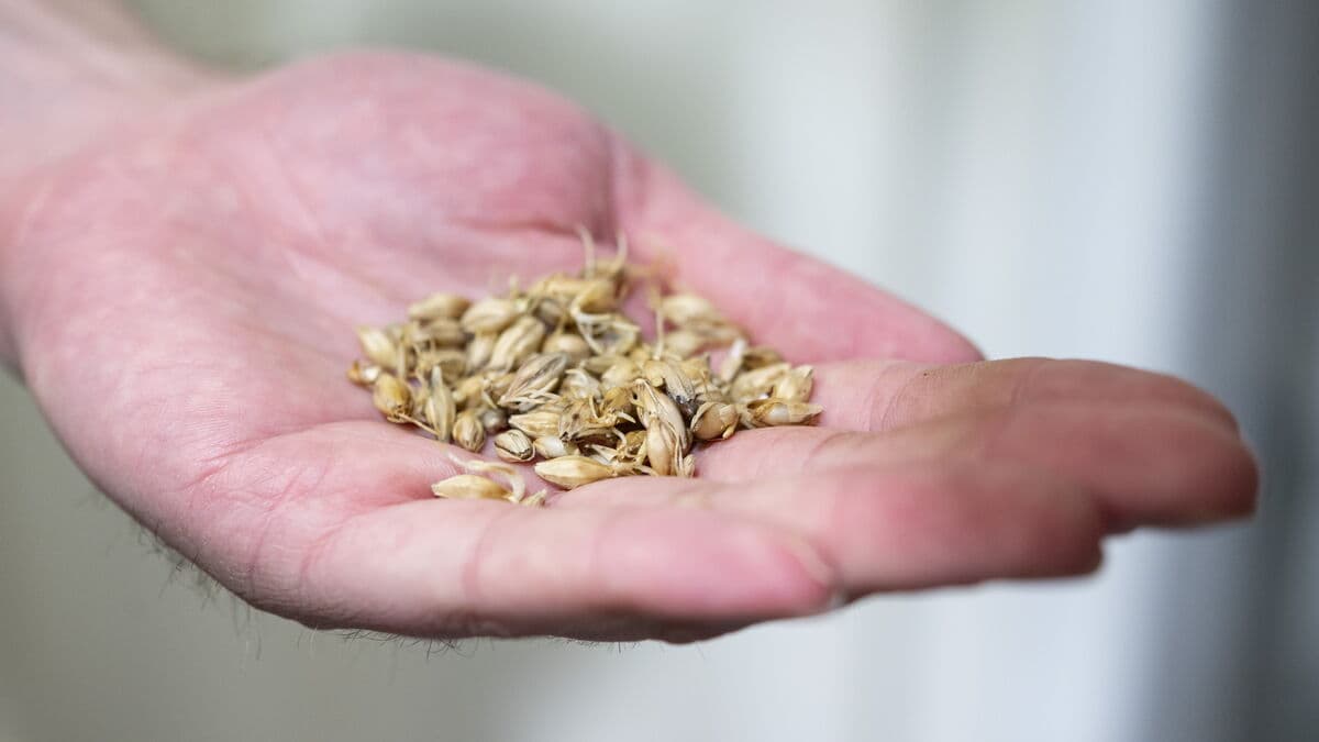 Proposal: State to purchase mobile mills to produce flour in times of crisis