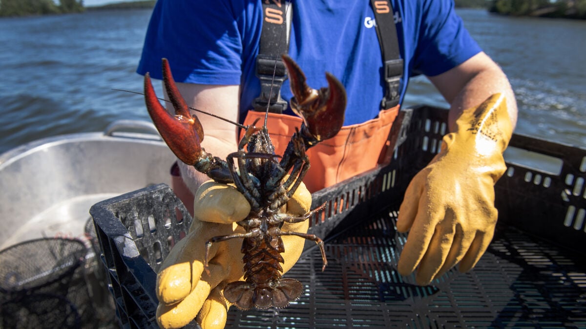 Sweden’s crayfish season looks set for a strong year, but the native species is still under threat