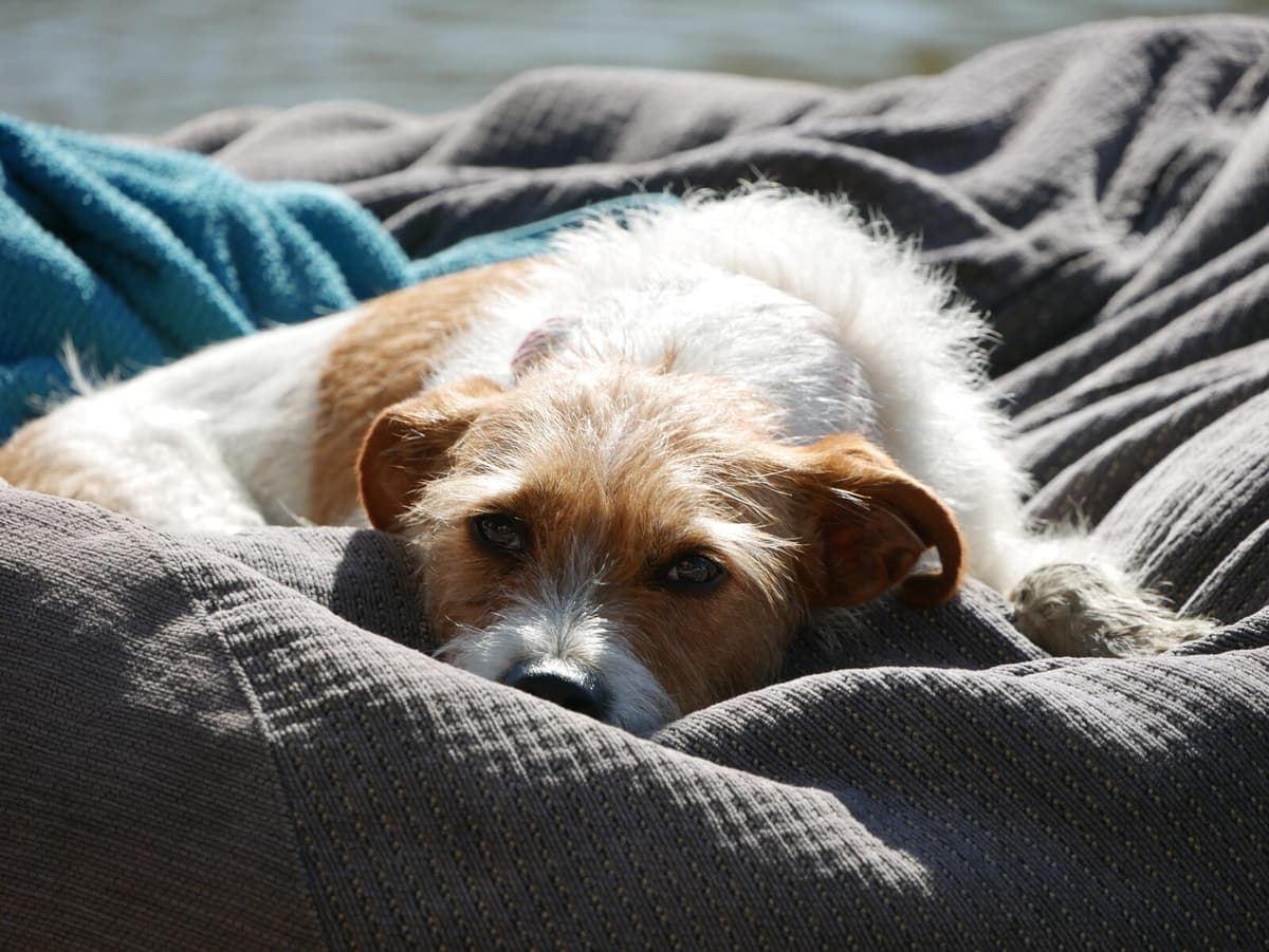 Pandemic Pet Ownership Study Finds No Boost in Happiness