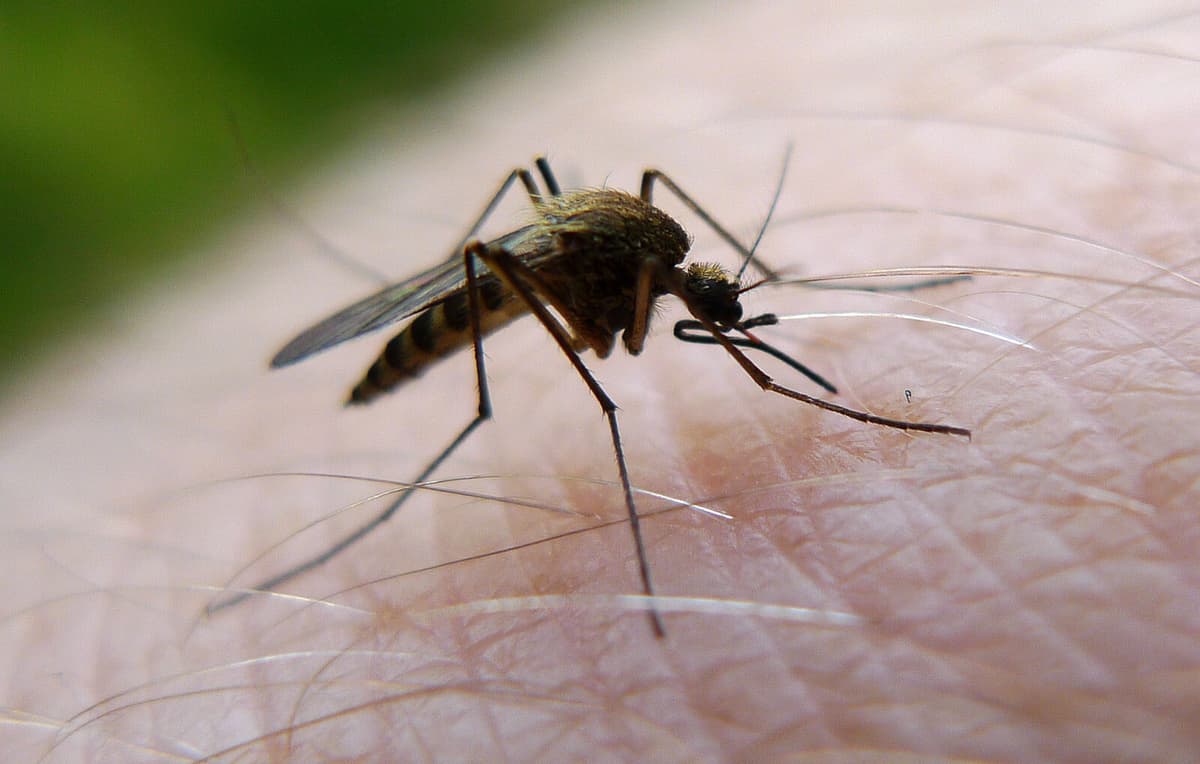 Unusually Few Mosquitoes Expected for Midsummer in Sweden