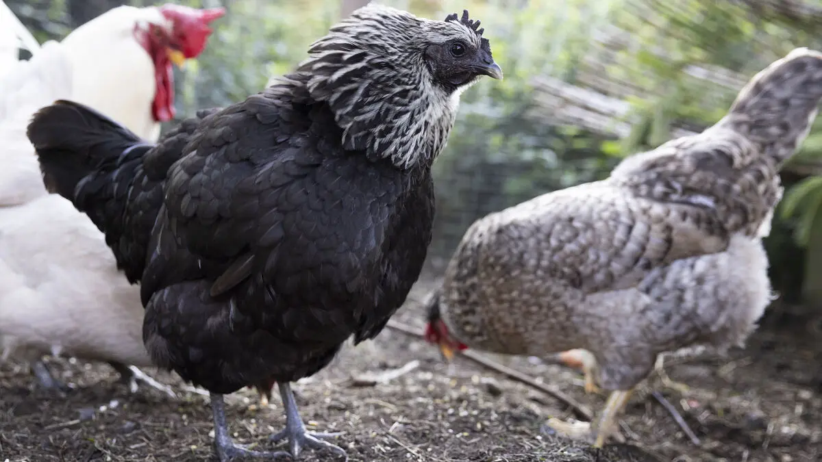 Over 1,000 chickens fall onto E20 between Skara and Götene after a lot of chasing