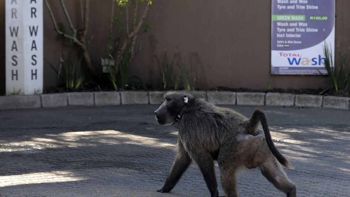 Cape Town Plan to Cage Baboons Sparks Outcry