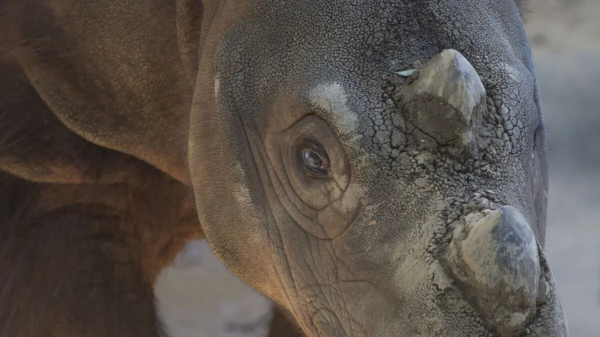 Indonesia wants to save rhinos with IVF
