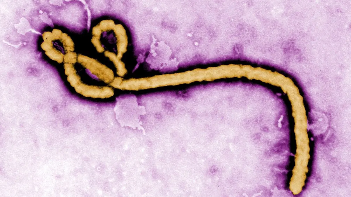 This is Ebola - Bundibugyo virus outbreak in the Democratic Republic of the Congo and Uganda