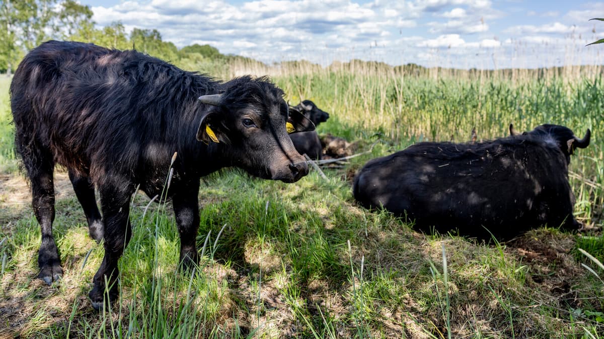 Car collided with water buffalo