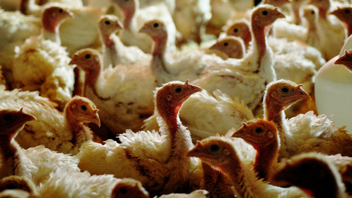 Another 27,000 turkeys to be culled after bird flu outbreak in Denmark