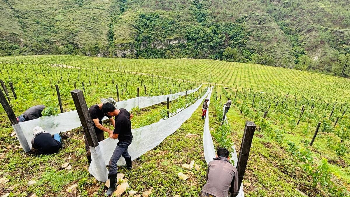 How Climate Change Is Reshaping the World’s Wine Regions, From England to Bhutan