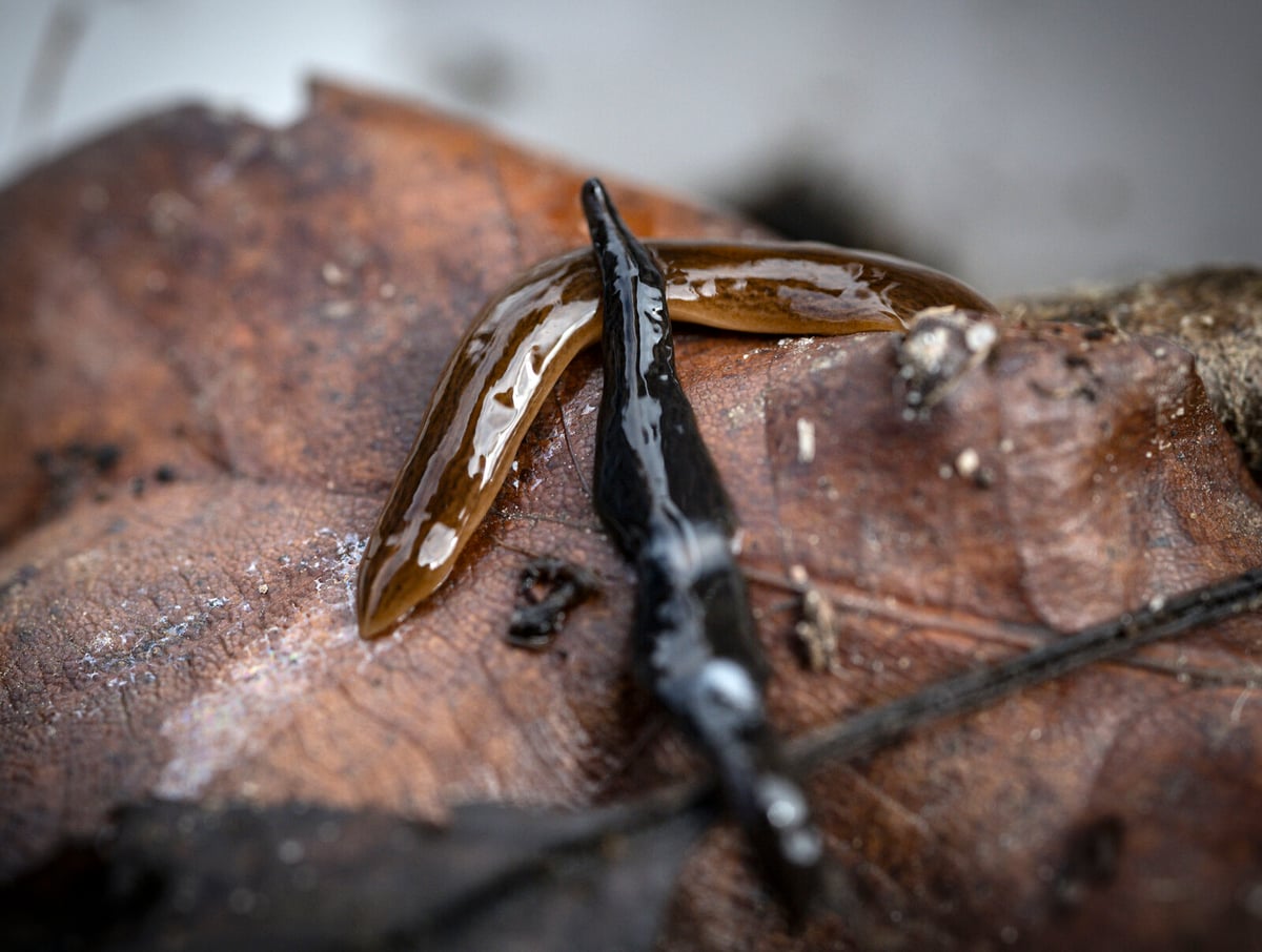 Invasive Flatworm Obama Nungara Detected in Jönköping Parks