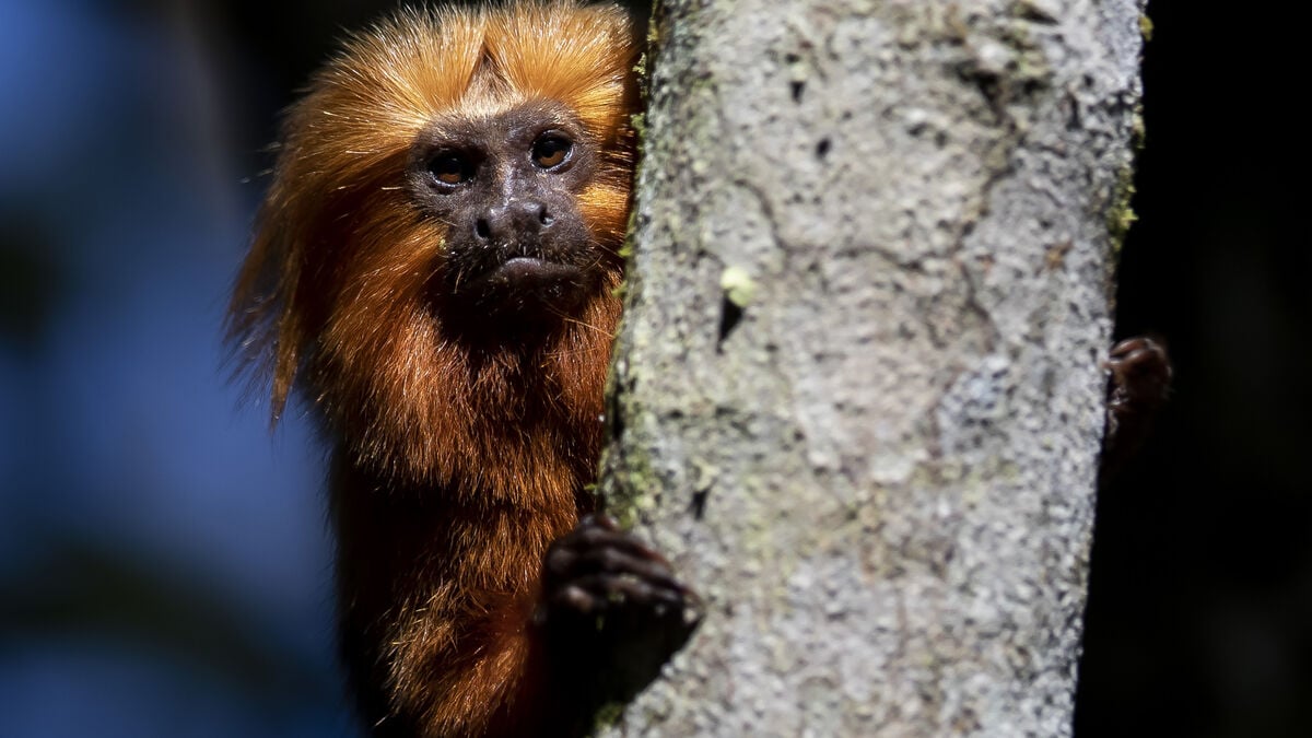 Seizure: 30,000 animals, ivory and "bushmeat"