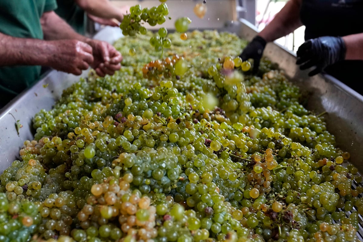 Worst grape harvest in a long time