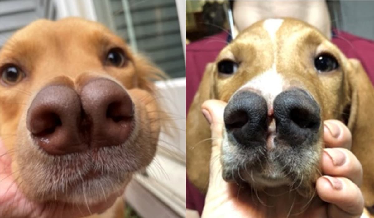 Cleft-Nosed Dog Offers Insight into Human Cleft Palate Causes
