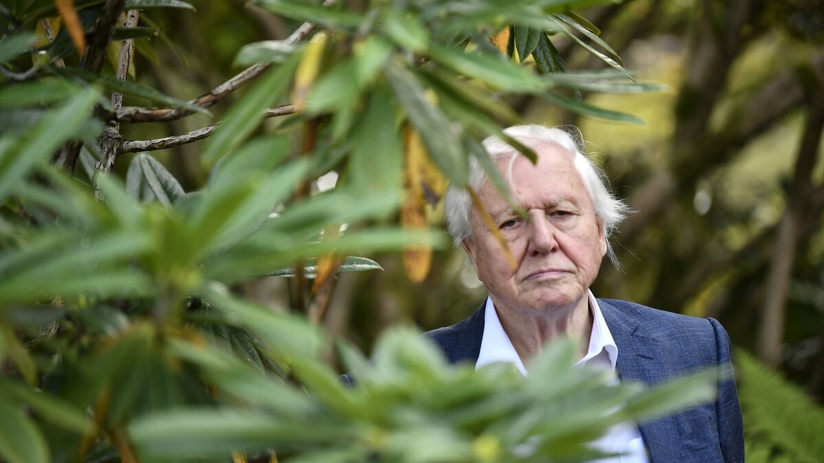Attenborough gets 100th birthday present with wasp named after him