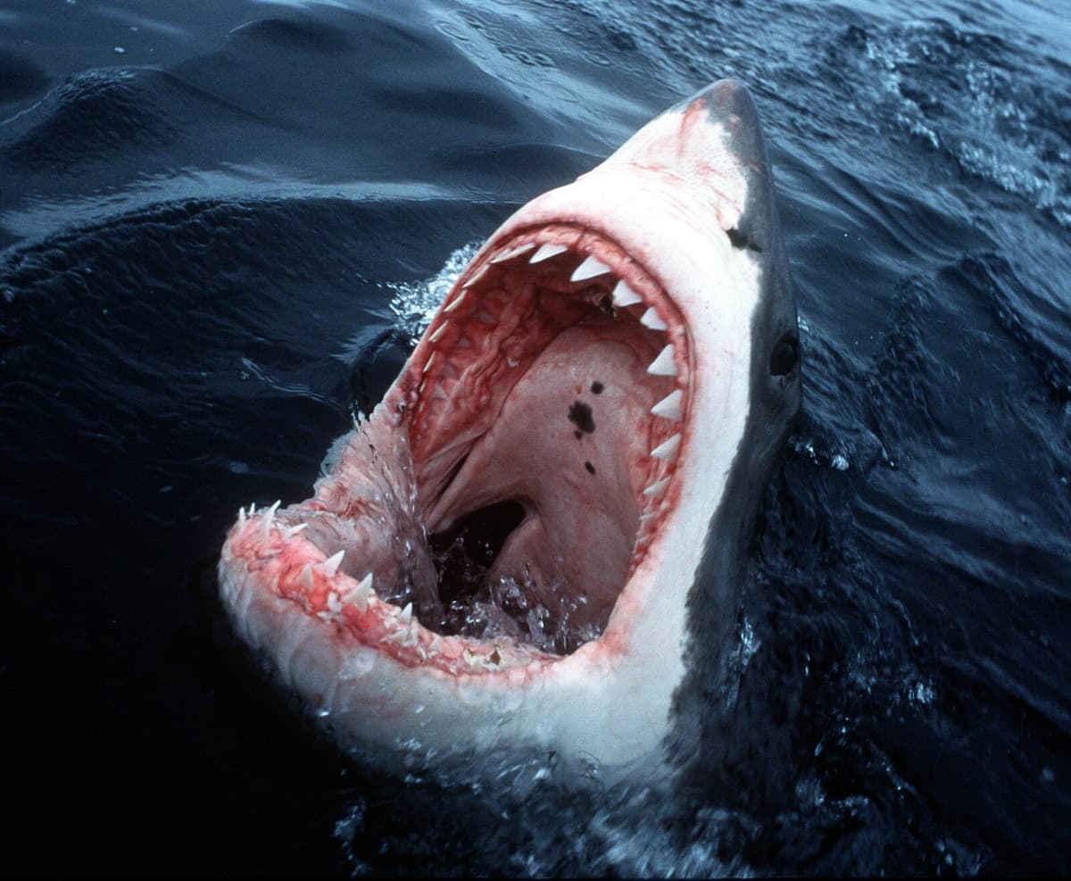 Discovery: This is why orcas attack great white sharks
