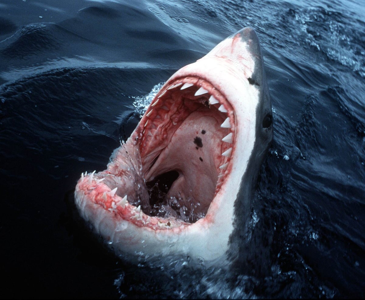 Discovery: This is why orcas attack great white sharks