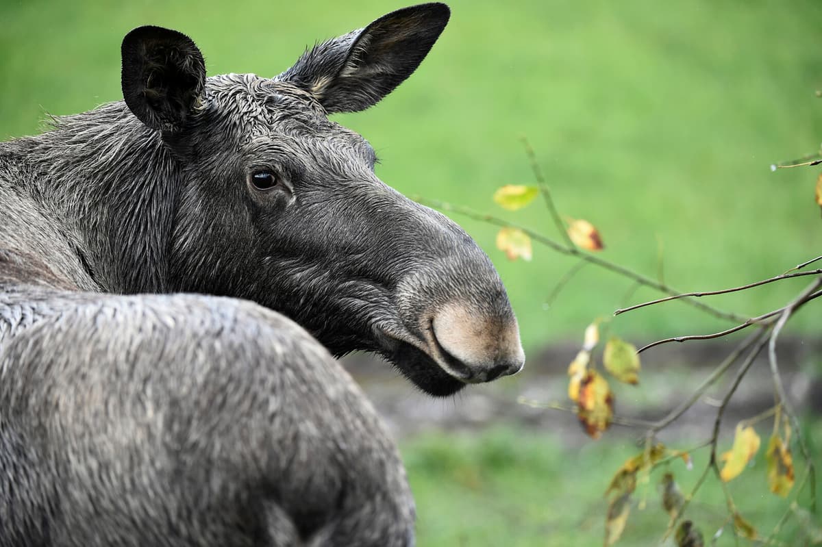Sweden's Moose Population Rises After Years of Decline, SLU Reports