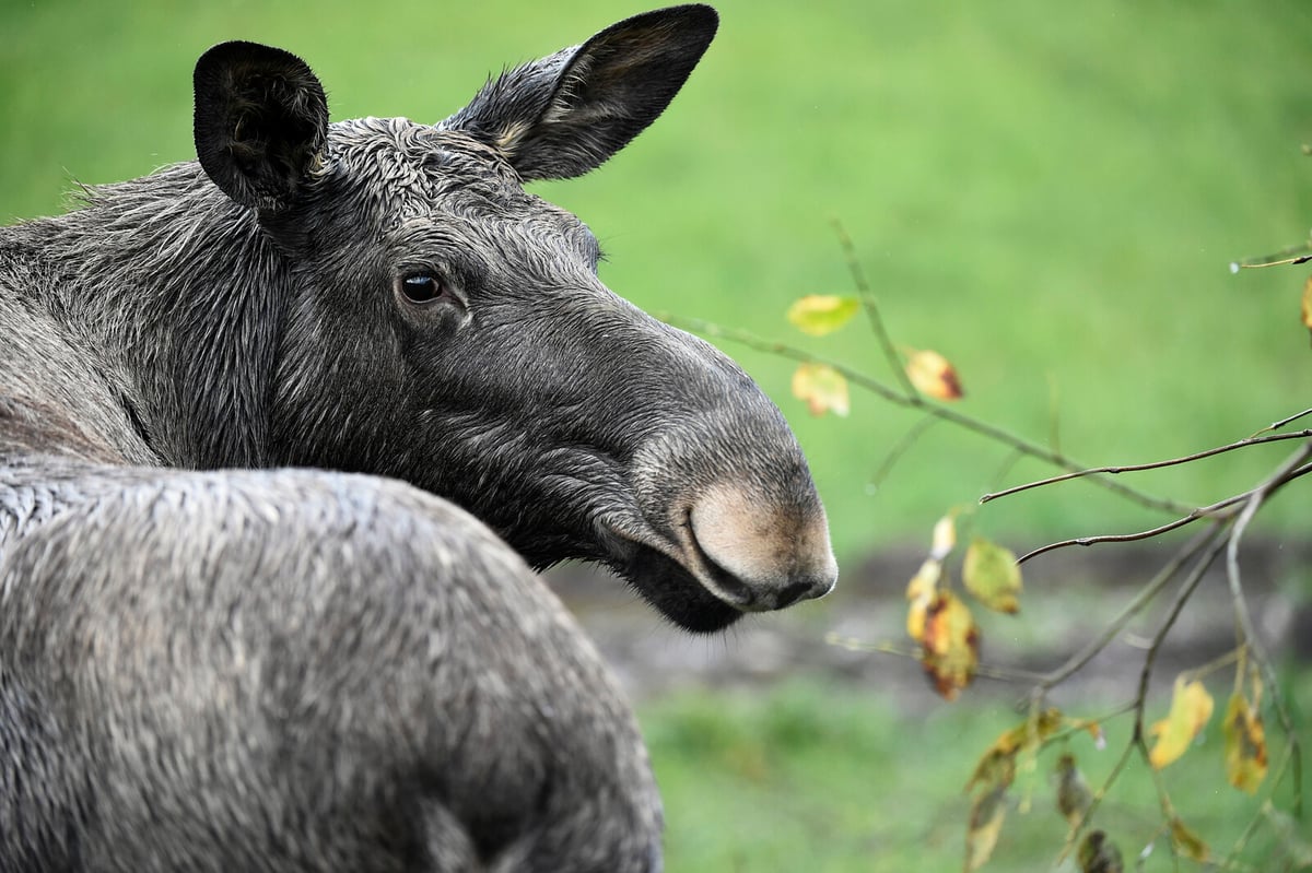 Sweden's Moose Population Rises After Years of Decline, SLU Reports