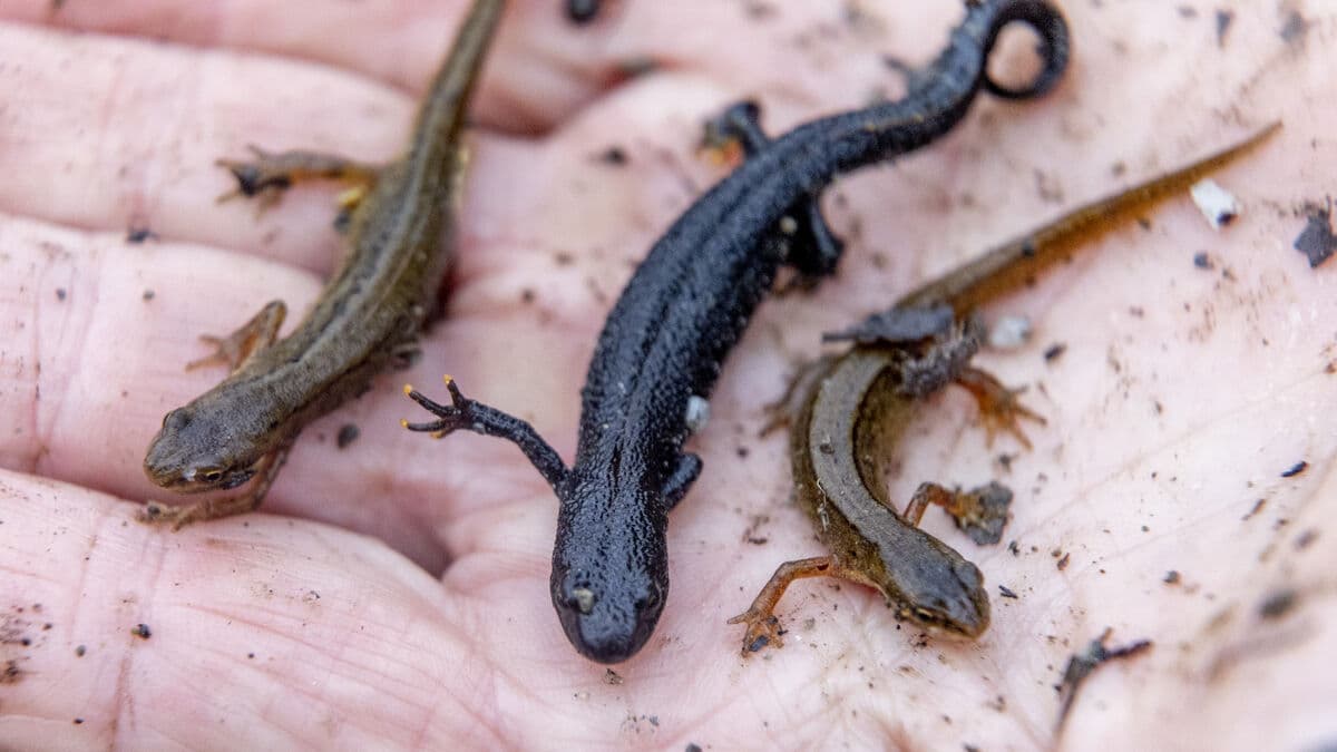 Salamanders halt construction of 140 homes in Lund