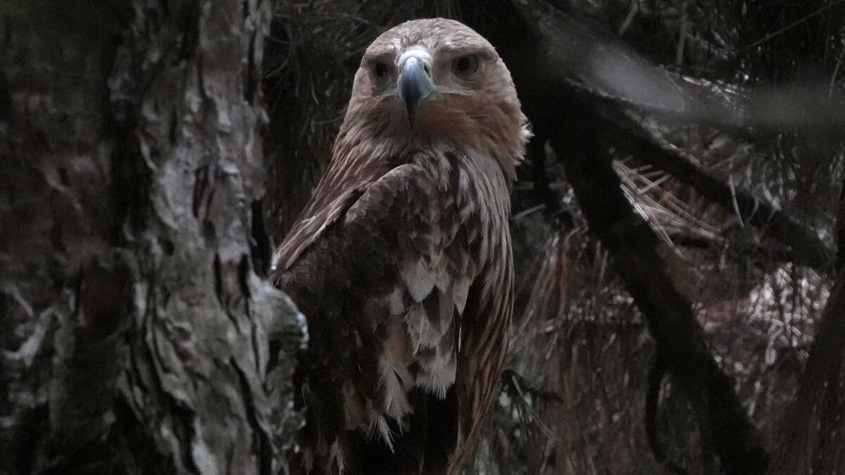 Rescued imperial eagle Feliks returns home to Serbia after dramatic journey through Middle East