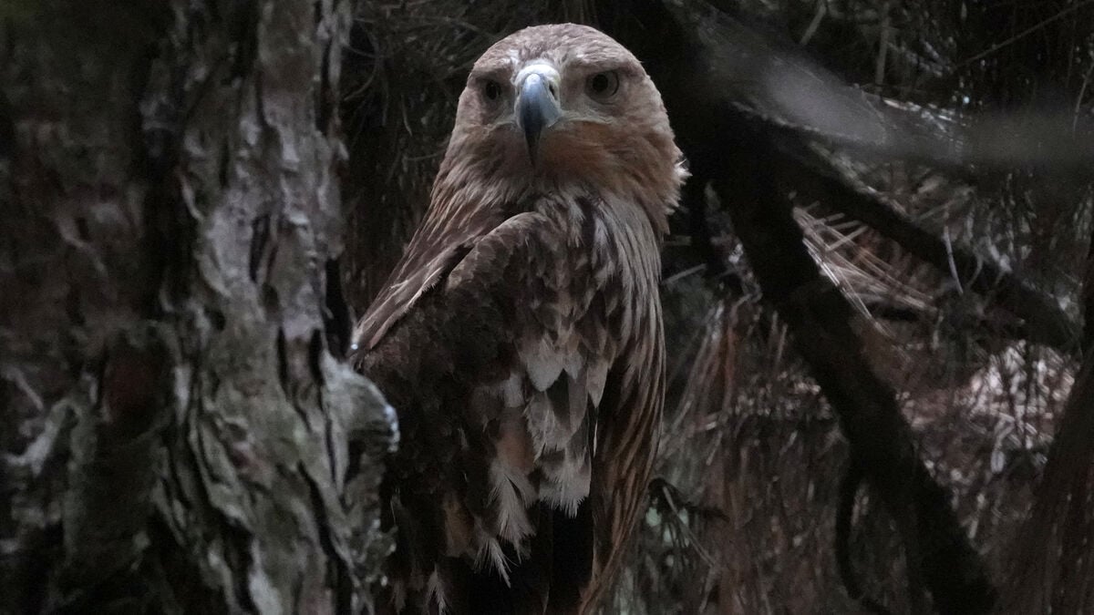 Rescued imperial eagle Feliks returns home to Serbia after dramatic journey through Middle East