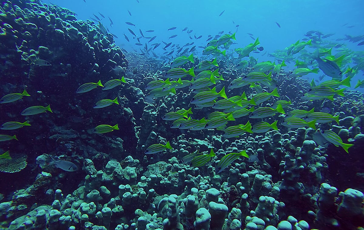 Ocean Protection Agreement Nears Ratification as Sweden Delays