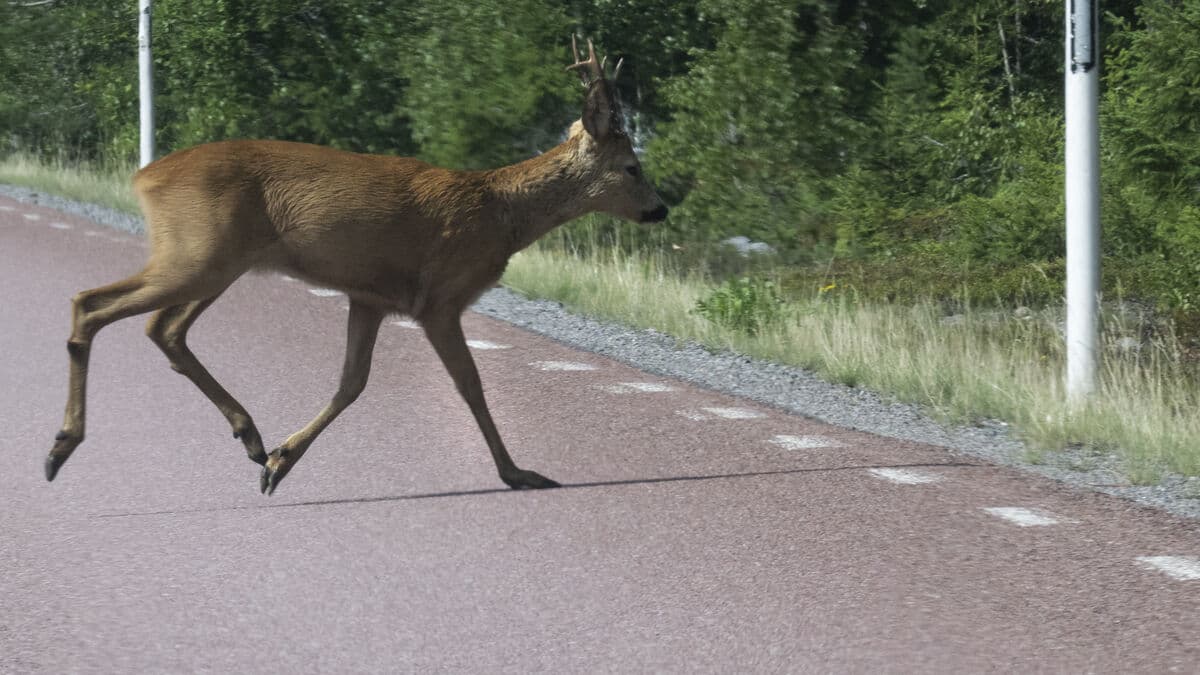 Boy drove A-tractor at 150 km/h in Fjärås, killed deer
