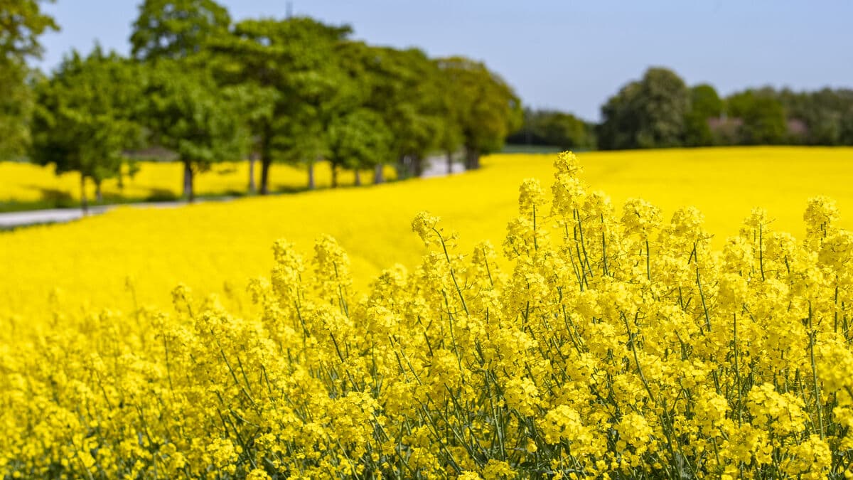 Rapeseed fields are an unexpected goldmine for biodiversity