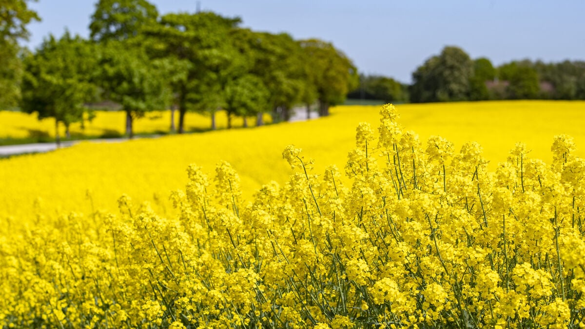 Rapeseed fields are an unexpected goldmine for biodiversity