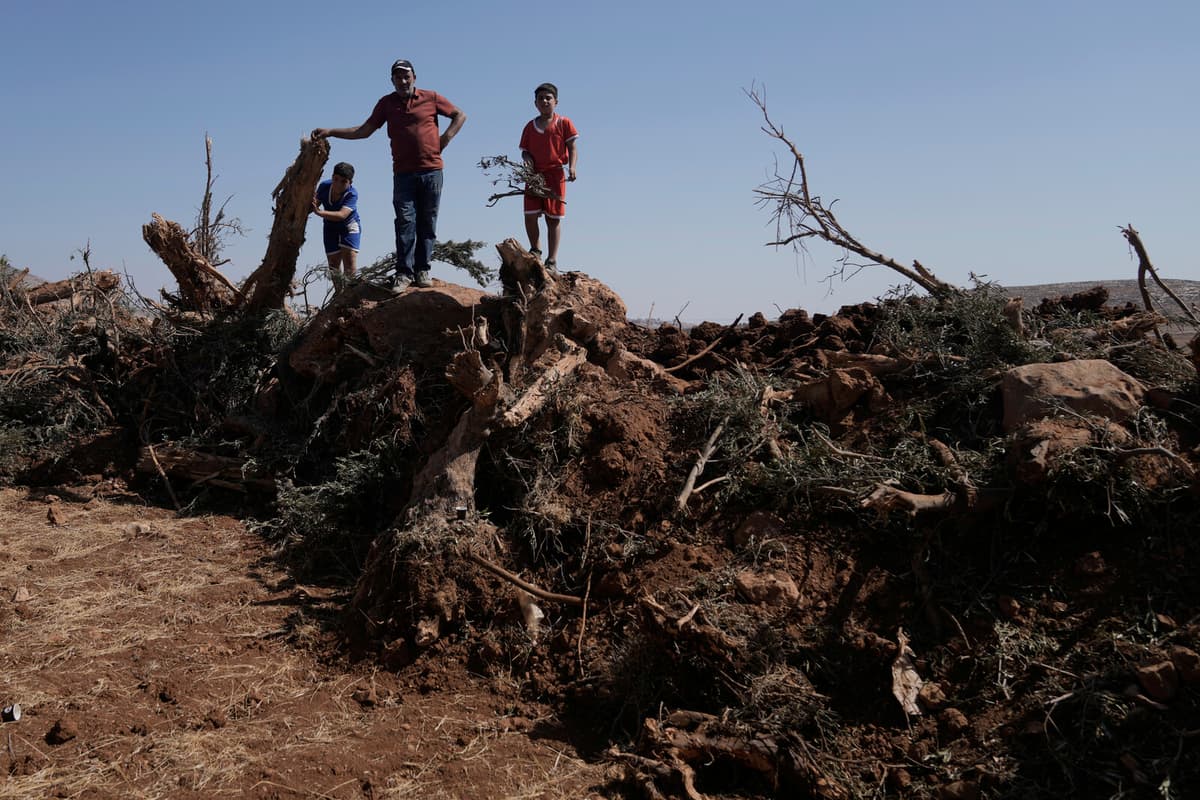 Israel Uproots Thousands of Olive Trees in West Bank Village