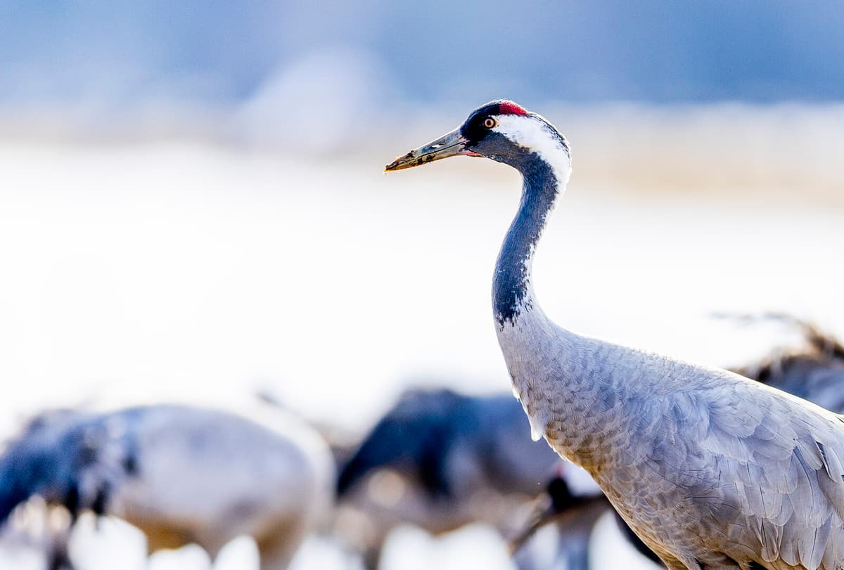 Swedish Crane Lady B Sets National Age Record